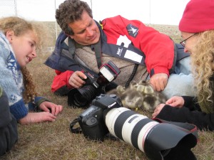 The goslings seek protection near the Hyman family